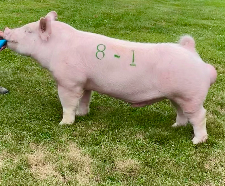 Impulse Impulse