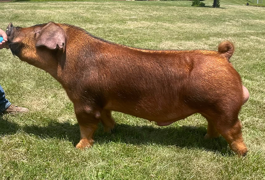 Donnie Ray Rattle The Cage